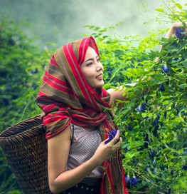 Lady in Cambodia